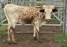 SBC 081 HEIFER