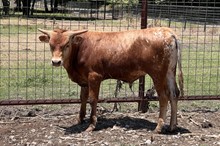 211 KCM Unnamed Bull - Dixie Gal