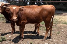 213 HCC Unnamed Bull - Jamoca