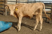 Catchit bull calf