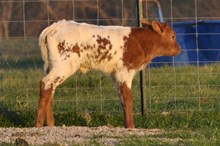 Unnamed Bull Calf