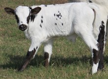 Jubilation 2016 Steer