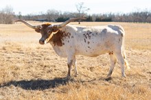 HL Good Hearted Woman 