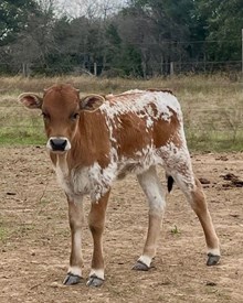 Goosebumps x Helm LaLa