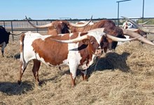 MR CASINO PRINCESS 🇺🇸