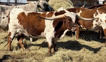 MR CASINO PRINCESS 🇺🇸