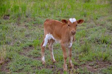 TJD MARY LEIGH HEIFER