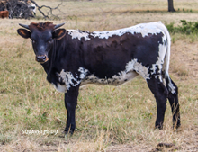 Pretty Over and Under