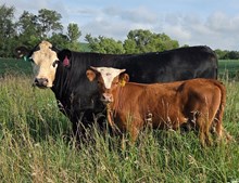 #2503  HR RESCUED x REBEL HR ET (H)