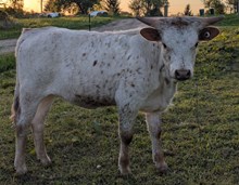 Stone Red x Raggedy Ann heifer