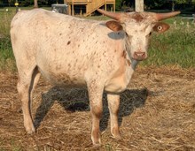 Stone Red x Raggedy Ann heifer
