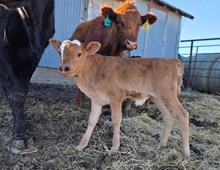 SL COWBOY'S VIDA X BERETTA 531 (ET) H Tag 604