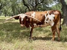 SR Waylon's Joy 349