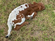 Bull calf  Southern Draw x HL Casino