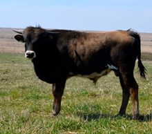 LAR MAXINE 9/09  X CV COWBOY CASANOVA BULL CALF