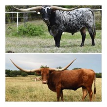 HCC Unborn Heifer Embryo - 4083