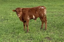 Unnamed Steer 922