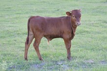 Unnamed Steer 053