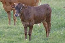 Unnamed Steer 055