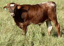 20 GAUGE TUFF X MONACOS SUNRISE bull