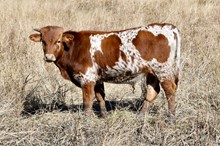 Unnamed Steer 844