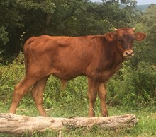 Heavy Dose x Vanna black bull calf