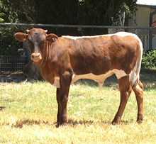 JP RUFF'S CATTLE BARON