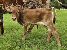 Kimba Bull Calf