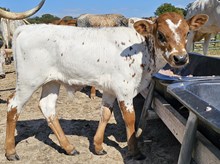 Ranch Hand DSM