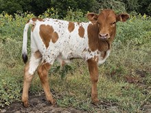 Ranch Hand DSM
