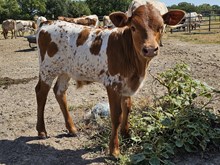 Ranch Hand DSM