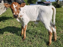 Ranch Hand DSM