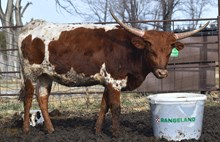 6CR REBELLIOUS COWGIRL