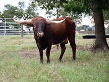  TEXAS BISQUIT BCR 691